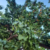 کار بنایی و درخت کاری
