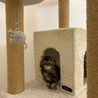 گربه بریتیش لانگ|گربه|تهران, نیاوران|دیوار