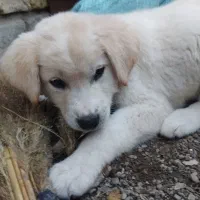 دوتا توله سگ اشپیتز واگذار میشه