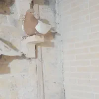 ماده سینداروماده پلنگ