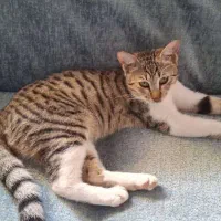 واگذاری رایگان گربه|گربه|نوشهر, |دیوار