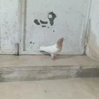 طوقی های درجه یک|پرنده|اردبیل, |دیوار