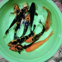 ماهی کوی همه سایز