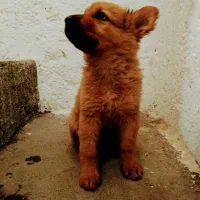 ژرمن اصیل نر گارد و نگهبان قوی و زیبا