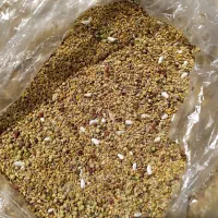 دان مخلوط عروس هلندی و طوطی سانان