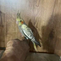 طوطی هلندی|پرنده|گلستان (تهران), |دیوار