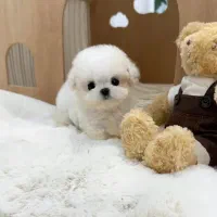 فانتزی|سگ|زاهدان, |دیوار