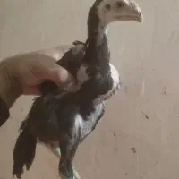 مرغ خروس لاری و جوجه لاری، تخم نطفه دار|حیوانات مزرعه|تربت جام, المهدی|دیوار