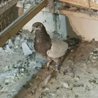 کبوتر شکار