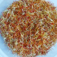 ریشه زعفران