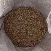 فروش بذر جو آبی بهمن پایه کوتاه و بذر گندم پیشگام|خدمات باغبانی و درختکاری|اسدآباد, |دیوار