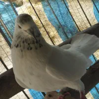 کبوتر  پرشی