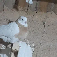 کفتر بهبانی سه تا ش باهم میدم دوتومن