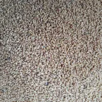 بذر یونجه رنجر اصل پابلند درجه یک