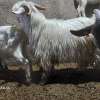 بز نر|حیوانات مزرعه|خنداب, |دیوار