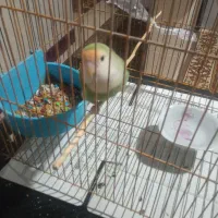 طوطی برزیلی