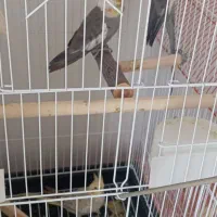 فروش پرنده (عروس هلندی)