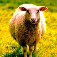 جشنواره*فروش گسترده دام زنده/گوساله گوسفند»خونی»|حیوانات مزرعه|مشهد, هفده شهریور|دیوار