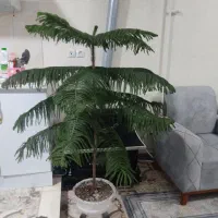 کاج مطبق شاداب و سرحال