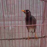 مرغ مینا سخنگو