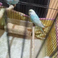 جفت مرغ عشق رنگ خواص فروش فقط تا امشب|پرنده|بندر کنگان, |دیوار