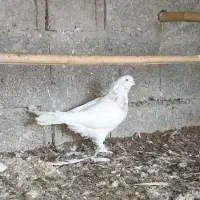 کبوتر غریب|پرنده|رشت, لاکان|دیوار