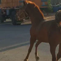 مادیان اول شکم کره پهلوان لارتی