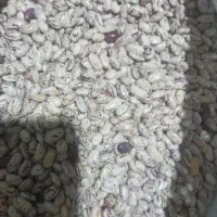 فروش حبوبات