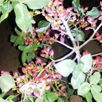 4-هکتار-باغ-پسته-معاوضه-دارم