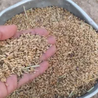 گندم|خدمات باغبانی و درختکاری|امیدیه, |دیوار