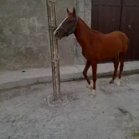 اسب|اسب و تجهیزات اسبسواری|اهرم, |دیوار