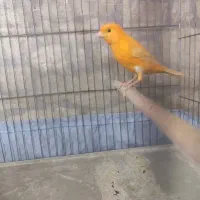 قناری|پرنده|تهران, مینابی|دیوار