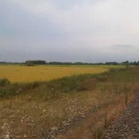 دو قطعه زمین ۴هزارمتری شالی با چاه قیمت مناسب|فروش دفتر صنعتی، کشاورزی، تجاری|پیربازار, |دیوار