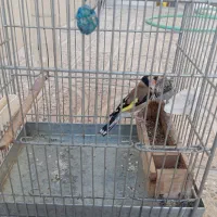 سهره سرسیاه|پرنده|سیدان, |دیوار