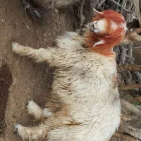 نرمیش داشتی