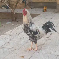 مرغ و خروس