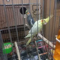 یک جفت عروس هلندی مولد بفروش می رسد