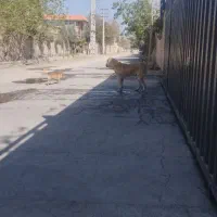 سگ سراب
