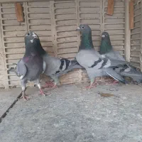 کبوتر مسافتی یا آلمانی|پرنده|تهران, خاوران|دیوار