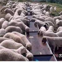 بره گوسفند فروشی درجه یک شبانه روزی