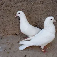 کبوتر|پرنده|جغتای, |دیوار