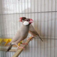 فنچ نرگسی شکلاتی فنچ جاوا در اندیشه