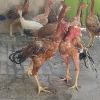 مرغ خروس لاری روهم دونه ۱۴۰۰