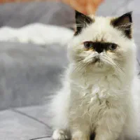 گربه هیمالین