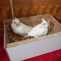 جوجه عروس هلندی آلبینو|پرنده|مشهد, شهرک بهارستان|دیوار