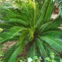 پانسیون(خوابگاه دانشجوئی) آقایان