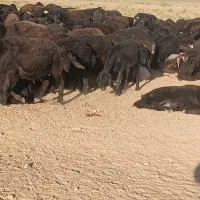 تعدادی ازاین گله به فروش میرسد
