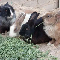 خرگوش نر و ماده|موش و خرگوش|زهک, |دیوار