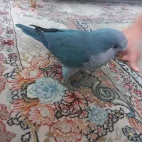 راهب(لاهیجان)