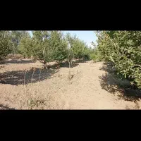 باغ-در-آرنسا